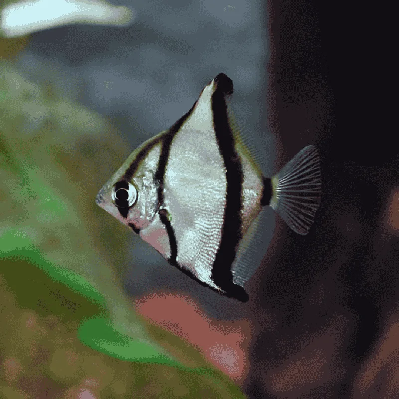  Mono Sebae Sea Angel (3-4 Cms) | Single