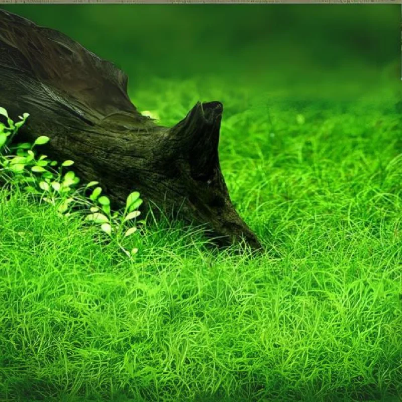 - Pet fence foldable indoor ADA IC027 Eleocharis Parvula | TC Live Plant