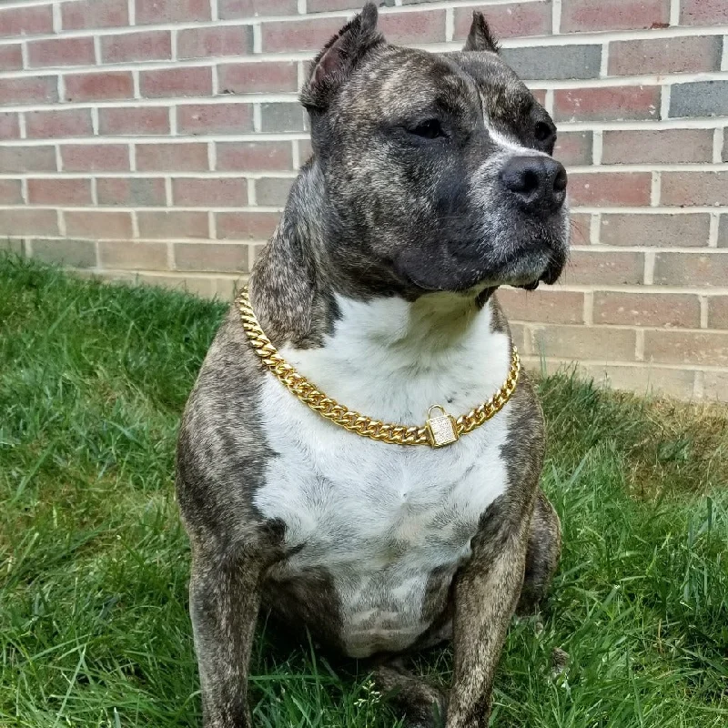 Gold Dog Chain Collar~Miami Curb Link~Rhinestone Clasp